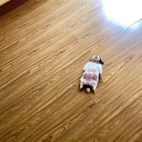 paningning puppy.
